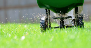 Best Feed and Weed for St Augustine Grass | Top Fertilizers - LawnCARE