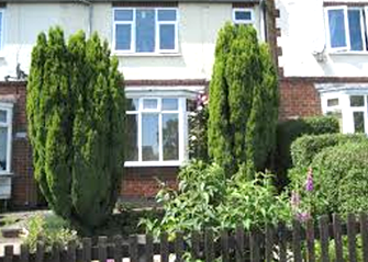 coniferous tree near house