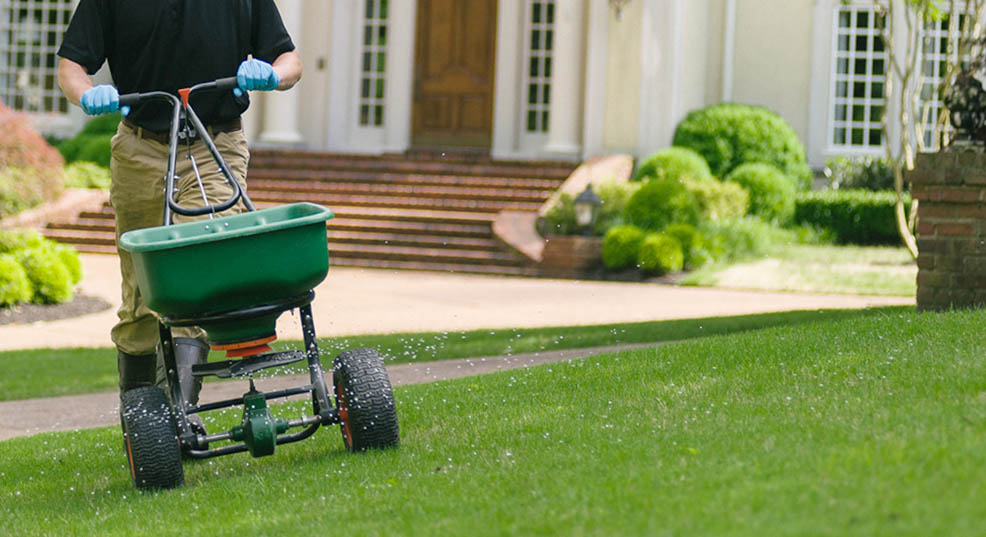 best weed and feed for southern lawns in 2020