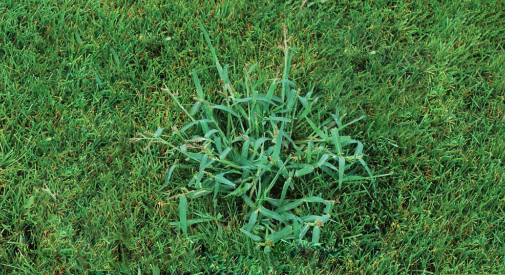 The Best Crabgrass And Weed Killer In 2020