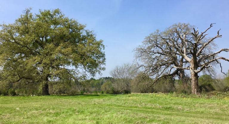 How to Tell if a Tree is Dead | Signs a Tree is Dying 🌳 - LawnCARE