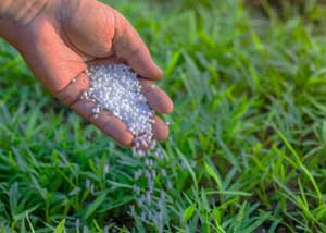 fertrilizing a lawn