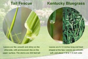 Fescue Vs Bluegrass Guide - LawnCARE