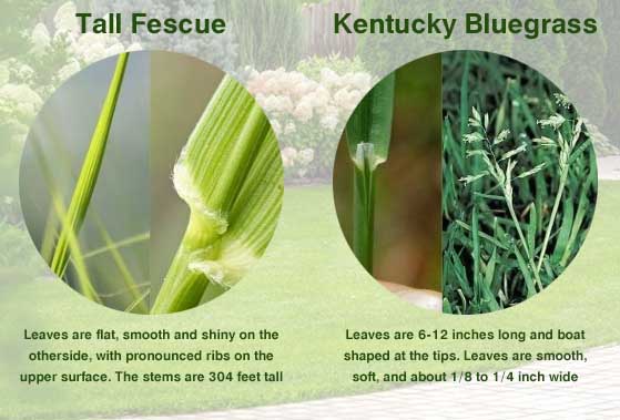 fescue vs bluegrass comparison