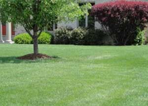 kentucky bluegrass lawn