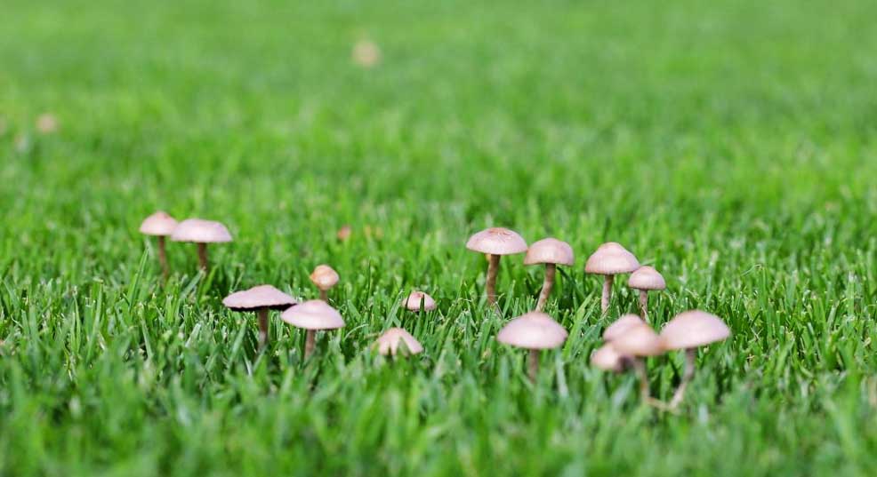 mushrooms in lawn
