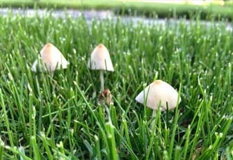 why mushrooms grow in lawn