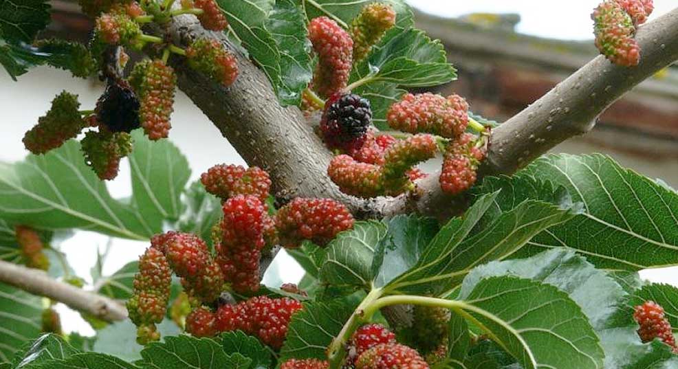 how to kill a mulberry tree