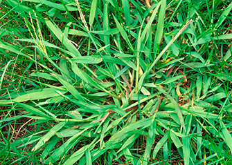 what is crabgrass