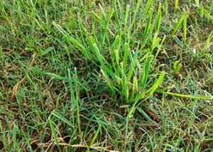 Dallisgrass vs Crabgrass - What's the Difference? - LawnCARE