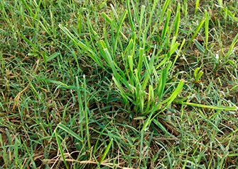 what is dallisgrass
